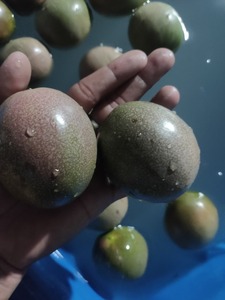<b>Fresh</b> Passion <b>Fruit</b> Highest Grade to EUROPE, UAE WS Ms Young 0084986742407 - Product Image 4