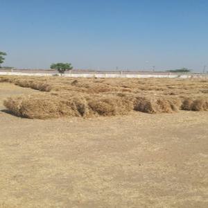 Balles de foin d'herbe/ d'herbe de Rhodes pour l'alimentation animale en provenance du Pakistan - Product Image 4