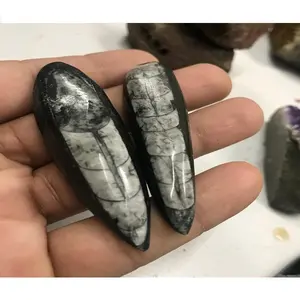 Pierre précieuse d'orthoceras de haute qualité naturelle - Product Image 1