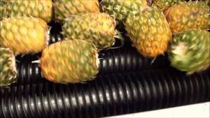 SUMINISTRO DE PIÑA EN CONSERVAS CON PRECIO RAZONABLE Y ALTA CALIDAD DE VIETNAM/Shyn Tran - Product Image 4