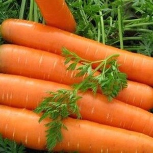 Cà Rốt Tươi Xuất Khẩu Giá Tiêu Chuẩn/Cà Rốt Đỏ Đông Lạnh Từ Việt Nam - Product Image 3