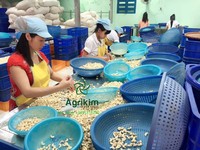 Noix de cajou WW240/WW320 MEILLEUR PRIX Qualité certifiée ISO Noix vietnamiennes Exportation Grossistes Fournisseurs FABRICANT VIETNAM M. Henry