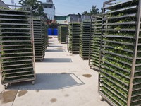 Vente en gros de feuilles d'herbe Centella Asiatica/Gotu Kola vert foncé (aliment santé d'origine vietnamienne) (WHATSAPP +84 896 611 913)