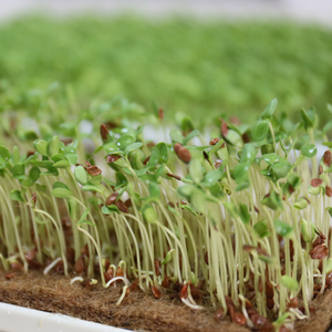 Tapis en fibre de coco biologique écologique, germination de micro-pousses, qualité supérieure, prix le plus bas du Vietnam - Product Image 3