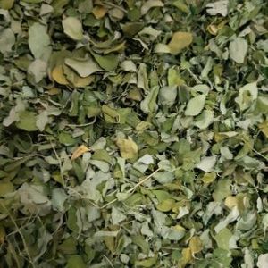 Polvo de Moringa de Vietnam para hierbas y té, hojas secas de Moringa con alta calidad - Product Image 4