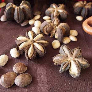 ACEITE DE SACHA INCHI 100% NATURAL Y DE ALTA CALIDAD DE VIETNAM / Sra. Tracy (+84 904 183 651) - Product Image 2