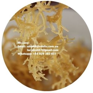 Mousse de mer/Mousse irlandaise/Eucheuma Cottonii du Vietnam Mme Lily + 84 906927736 - Product Image 1