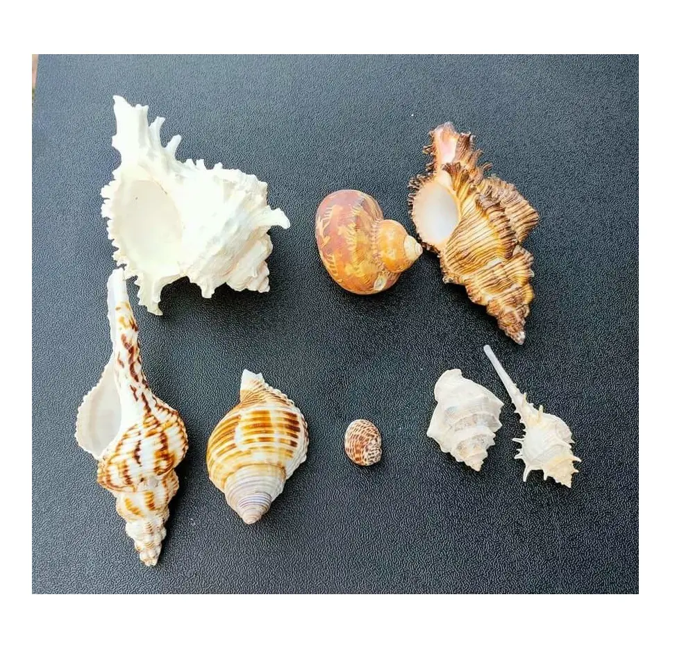 浴室の装飾のための工場天然工芸品特大の海の巻き貝の殻 (happ0084587176063サンディ)