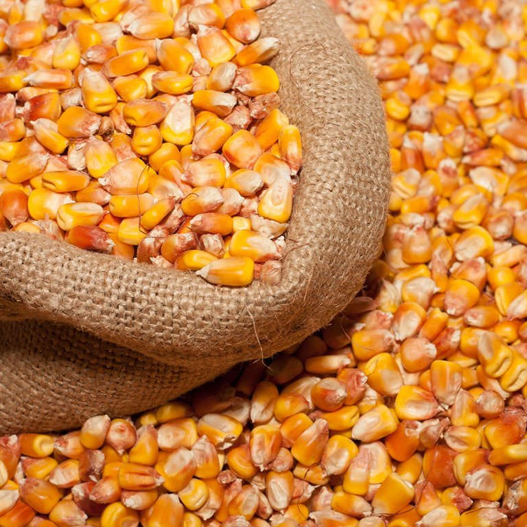 Russian high quality yellow corn for human consumption and animal use ready for export (NON-GMO)