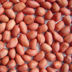 Raw Redskin <b>Peanuts</b> - Product Image 2
