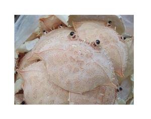DRIED <strong>CRAB</strong> <strong>SHELL</strong>/ QUALITY <strong>CRAB</strong> <strong>SHELL</strong> POWDER/ DRIED <strong>CRAB</strong> <strong>SHELL</strong> MANUFACTURER &amp; EXPORTERS FROM VIET NAM - Product Image 2