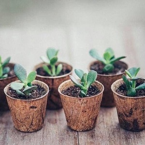 Macetas de fibra de coco natural, paquetes de macetas de coco de fábrica directa, soporta bajo costo de envío - Product Image 6