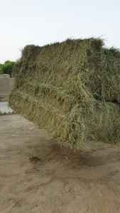 Heno de hierba verde de Rodas, calidad de grado A, importación profesional, Oman/UAE/Bahréin/catar - Product Image 2