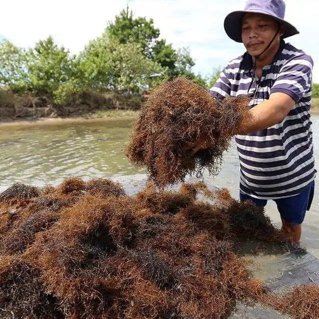 Harga Yang Wajar Rumput Laut Sargassum Kering Vietnam untuk Pakan Ternak/Ms.Thi Nguyen + 84 988872713