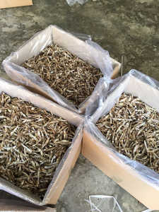 Pescado de anchoa deshidratado de Vietnam, espratas naturales secas al sol - Product Image 6