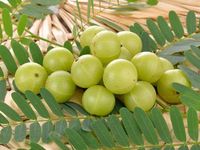 Fijnste Indiase Kruisbessenextract (Amla Fruitpoeder) Extractie Van Wilde Teelt Oplosmiddelen-Voor Gezonde Voeding Cosmetica Direct India