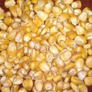Высококачественная кукуруза-сырец без ГМО/желтая кукуруза для корма животных