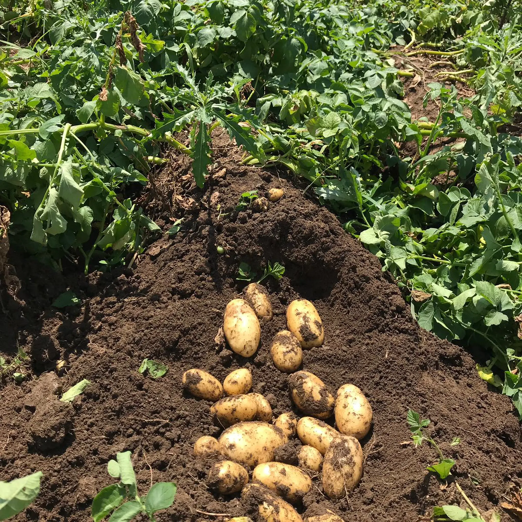 סיטונאי טרי הולנדי Fontane תפוחי אדמה תפוחי האדמה הולנד הולנד יצוא תפוחי אדמה טרי ירקות