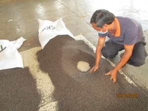Pimienta Negra de Vietnam en Oferta, Grano Jumbo de 5 mm, 500GL 550GL, Pimienta Entera Seca, Exportación a Granel, Suministro Directo de Fábrica - Product Image 4