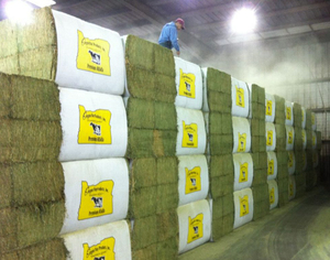 หญ้าอัลฟัลฟ่าเกรดพรีเมียม คุณภาพสูง แบบมัด สำหรับอาหารสัตว์ โค กระบือ ปลา สุนัข ขายส่ง - Product Image 2