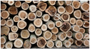 Bois d'acacia de haute qualité à prix de gros - Directement des fabricants vietnamiens - Product Image 2