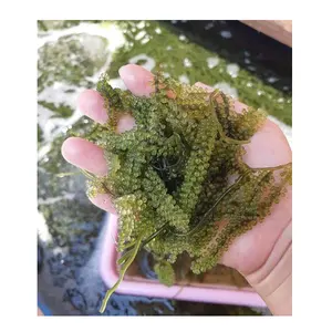 Cheap price sea grapes/ dried sea grapes for healthy foods+84905010988