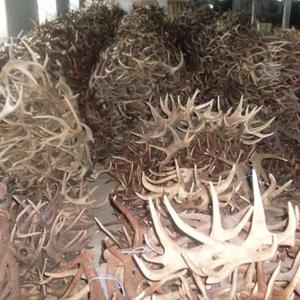 เขากวางกวางสีแดงทั้งหมดมีให้เลือกในเกรด A, B และ C - Product Image 4