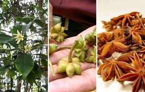 La mejor venta de anís estrellado vietnamita de otoño, calidad premium, seco, crudo, nueva cosecha WS + 84359166896, el precio más atractivo, listo para enviar - Product Image 3