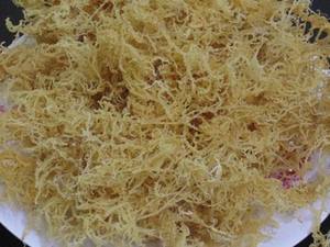 Vietnam Wholesale <b>Seaweed</b> Product and Bag Packaging Dried Gracilaria Verrucosa for Export - Product Image 4