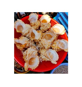 Cuentas de Concha Espiral Natural Blanca, Conchas Marinas, Conchas de Playa, Conchas de Cauri, Dijes y Cuentas con Orificio para Manualidades, Fabricación de Joyería, 99 Oro Data - Product Image 1