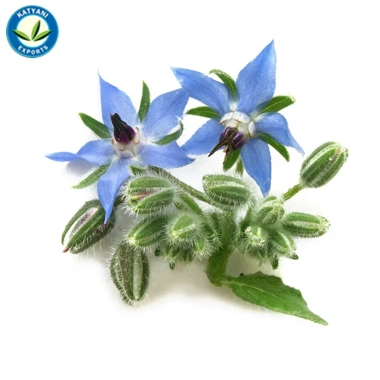 ที่มีคุณภาพดี100% บริสุทธิ์ธรรมชาติที่จำเป็นอินทรีย์น้ำมัน Borage จากผู้ผลิตขายส่ง