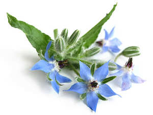 Huile de Borage Pressée à Froid, Huile Végétale de Base Liquide, Huile Essentielle 100% Pure et Naturelle, Liquide Jaune Clair, Certifiée GMP - Product Image 4