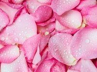 Hydrolat de rose biologique en vrac, eau florale distillée à la vapeur de Bulgarie, Rosa Damascena, certifié GMP