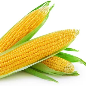 Hot sale Best quality yellow sweet corn from Viet Delta company / - Whatsapp: +84-845-639-639 Ms.Holiday