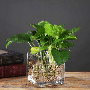 Vaso quadrato in vetro trasparente da 15*15cm <span class=keywords><strong>per</strong></span> matrimonio ufficio e decorazioni <span class=keywords><strong>per</strong></span> la casa eventi <span class=keywords><strong>per</strong></span> feste fiore e terrario con candela portacolori vaso cubo - Product Image 4