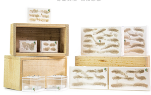 มดใช้รังออกแบบตกแต่งภายใน Terrarium ชุด - Product Image 6