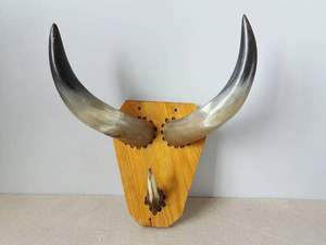 Natural Cow Horns Indoor and Outdoor and Customized Size and Showpiece Use Horn with <b>Handmade</b> Use for Hot Sale - Product Image 6