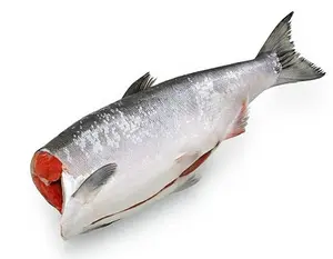 Bütün yuvarlak taze dondurulmuş pembe somon norveç/dondurulmuş Chum somon fileto balık/somon balığı Belly satılık