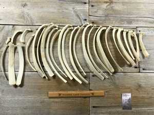 Costilla de Hueso de Búfalo y Camello, Material Orgánico de Alta Calidad para Arte y Coleccionismo - Product Image 3