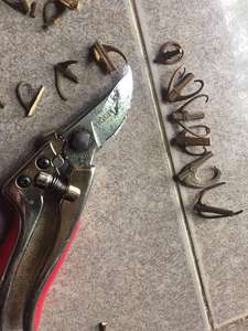 Uncaria Rhynchophylla Extrait Naturel Brun 3-5 Cm Marque GIA GIA NGUYEN - Product Image 6