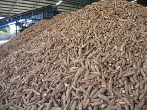 Granulados de Tapioca Premium para alimentación Animal, hechos en Vietnam, 2022 - Product Image 5