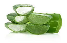Tranches de plantes d'aloe vera fraîches d'entreprise avec gel naturel pour la beauté et les soins de la peau - Product Image 4