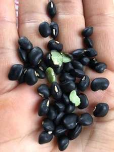 ถั่วดำ: ถั่วสดในเวียดนาม/ราคาดี - Product Image 4