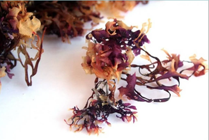 Musgo irlandés salvaje, verduras de mar del Océano, de la costa de mar, - Product Image 6