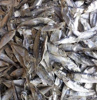 Sardines et harengs surgelés IQF en gros, qualité A, emballage en vrac/boîte, morceaux entiers, conservation dans l'eau, Vietnam-0084 989 322 607