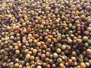 Bayas de Jabón o Nuez de Jabón Secas - Product Image 4