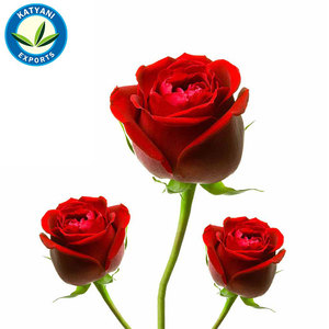 Attar Gulab (Rose) สำหรับความตึงเครียดประสาท,ปวดหัว,บรรเทาช็อก,ใจสั่น,การไหลเวียนไม่ดี,คลื่นไส้ฯลฯ - Product Image 3