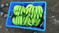 Beste Prijs Fabricage Verse Cavendish Banaan-Vietnam Vers Groen Cavendish Fruit In 13,5Kg Karton Custom Logo