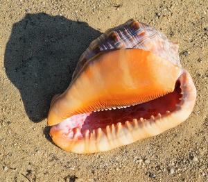 Ornements décoration de coquillages-coquillages décoration de la maison en vrac-coquillage de cassia naturel 99GD - Product Image 6