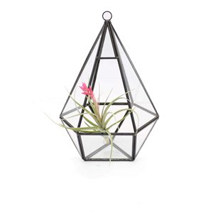 Terrario Geométrico de Vidrio y Metal con Planta Aérea Colgante, Decoración Elegante de Forma Cuadrada, Exhibición de Flores Preservadas - Product Image 1